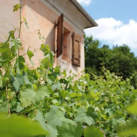 Vigna *